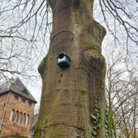 Ein Nistkasten hängt an einem großen Baum. Der Satmm ist sehr dick. Der Nistkasten hat ein sehr großes Einflugloch.